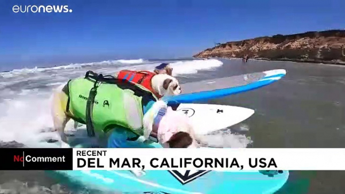 Dog surfing competition cancelled in California due to COVID-19