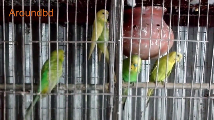 bird chirping sound effect  birds sounds - Amazing natural bird sounds