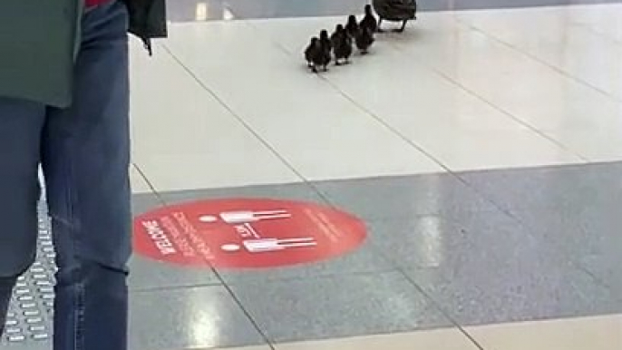 Cette famille de canards a décidé d'aller faire du shopping