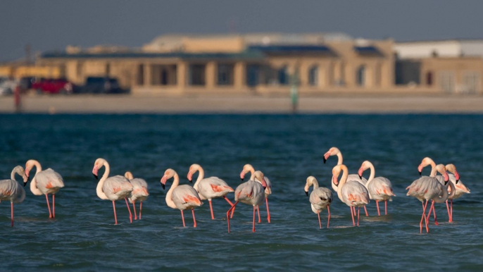 Qatar: Nature and development at a crossroads | Talk to Al Jazeera