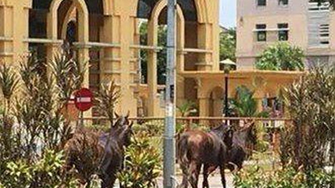 Video of horses roaming around Ipoh town goes viral