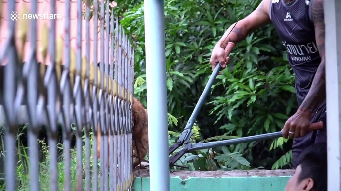 Stray cat rescued after getting stuck on metal spike fence in Thailand