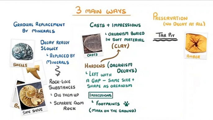 Biology - What Are Fossils What Fossils Tell Us About Extinct Species #55