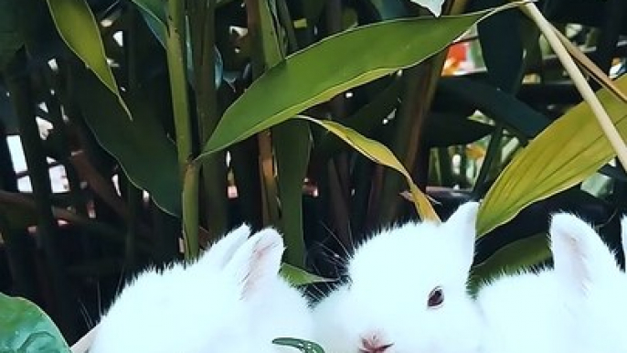 Rabbit resting on a bowl of a cute little bunny plant that is feeding