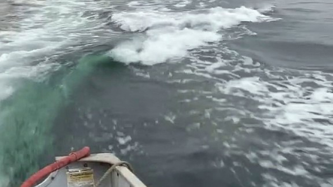 Sea Lions Swim with Skiff