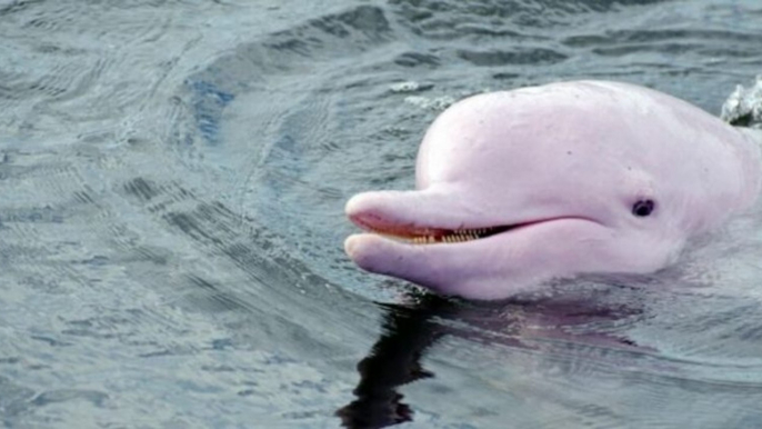 Grâce au confinement, les dauphins blancs sont de retour à Hong Kong