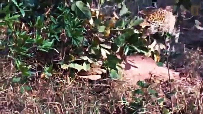 Leopard vs Giant, Anaconda Snake Real Fight,   The Reptiles of the Desert ,  Videos of Snake, Cobra