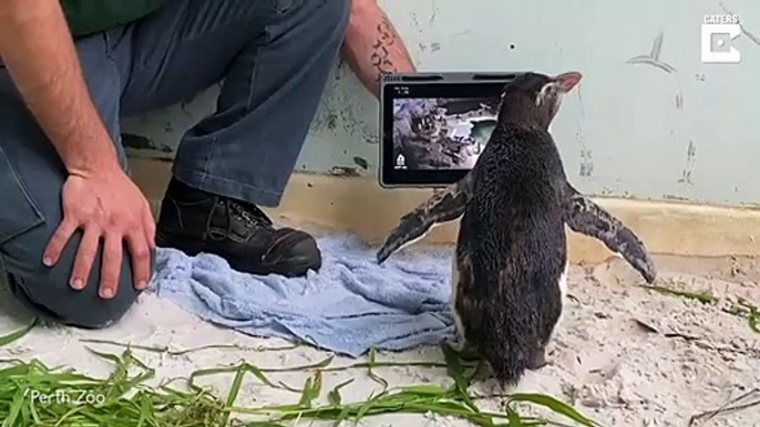 Ce pingouin adore regardez d'autres pingouins à la TV