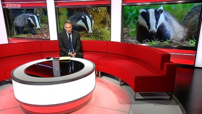 BBC1_North West Tonight, weekend news 15Sep20 - culling vaccinated badgers in Cheshire