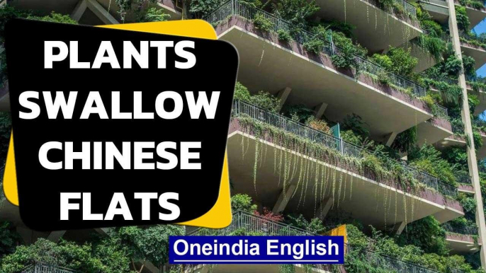 Chinese flats overrun with plants & mosquitoes | Oneindia News