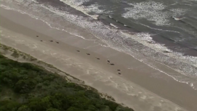 Au moins 380 cétacés sont morts dans une baie de Tasmanie, selon un dernier bilan des sauveteurs