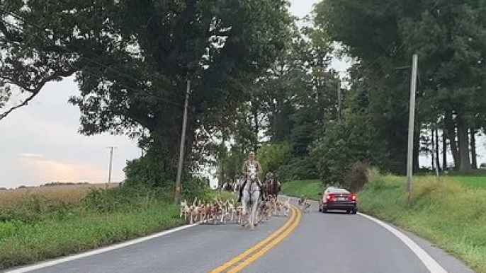 Fox Hunt During Morning Commute in Maryland