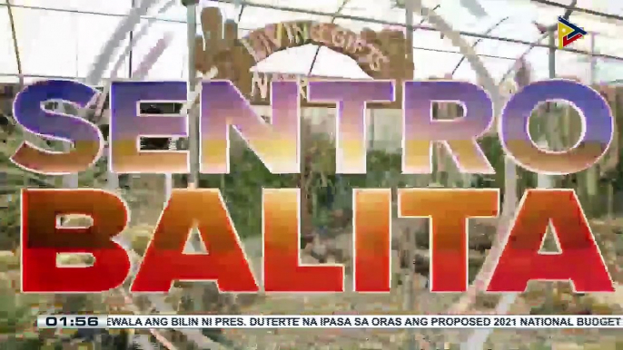 #SentroBalita | Iba't ibang uri ng cactus at succulents, ibinida sa La Trinidad, Benguet