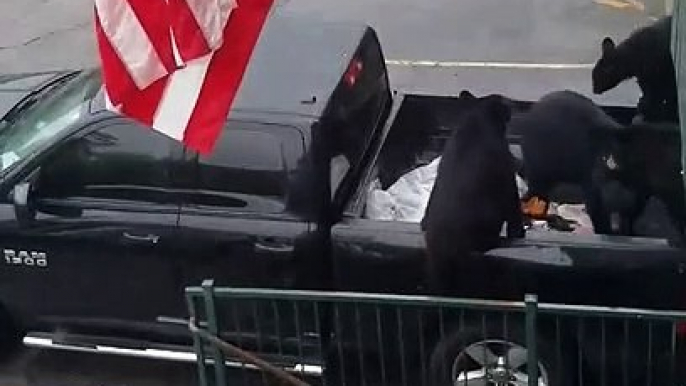 Bears Checking Cars for Unlocked Doors