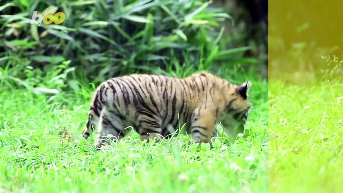 Adorable, Critically Endangered Tiger Cub Explores Her New Home at Polish Zoo