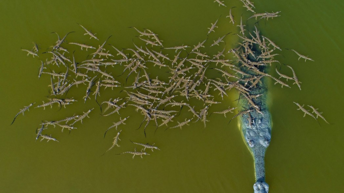 Ce papa crocodile fait une petite balade avec... ses 100 enfants !