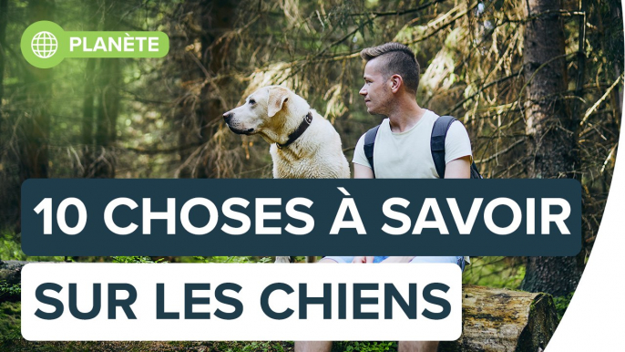 Ces 10 choses que vous devez savoir sur votre chien | Futura