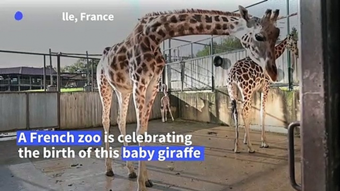 Rare giraffe calf born in French zoo