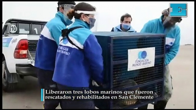 Liberaron tres lobos marinos que fueron  rescatados y rehabilitados en San Clemente