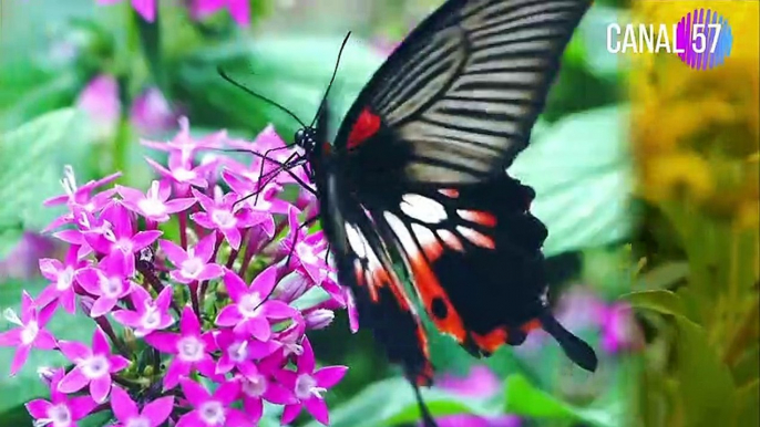 Naturaleza, aves, paisajes y flores para disfrutar.