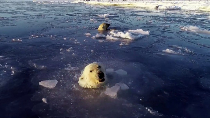 Regardez comment ces ours polaires tentent de chasser un drone sous la glace