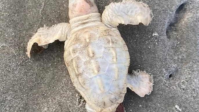 Voici des rares photos d’une tortue de mer blanche découverte sur une plage de Caroline du Sud