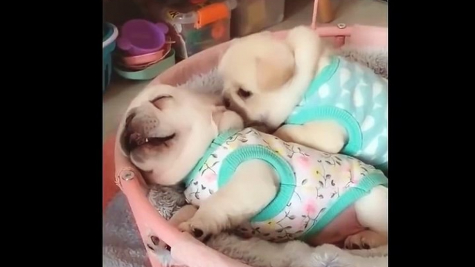 Cute Puppies Doing Funny Things, Cutest Puppies in the Worlds 2020 ♥   Cutest Dogs