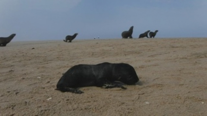 Alarma por la misteriosa muerte de miles de lobos marinos en el sur de África