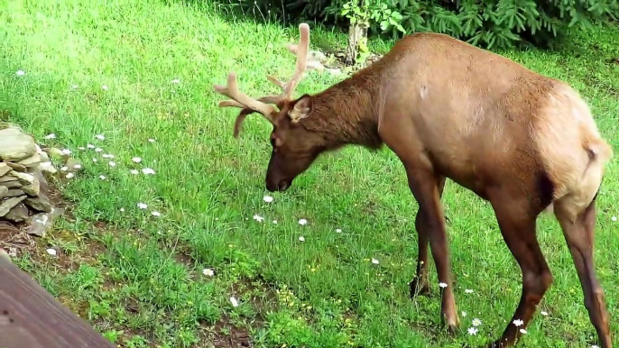 Elk Prunes Apple Tree and Mows the Yard