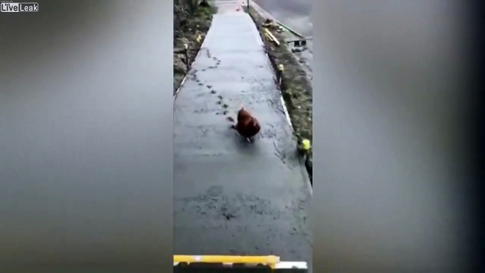 Regardez qui vient faire des traces dans le béton frais... Bravo