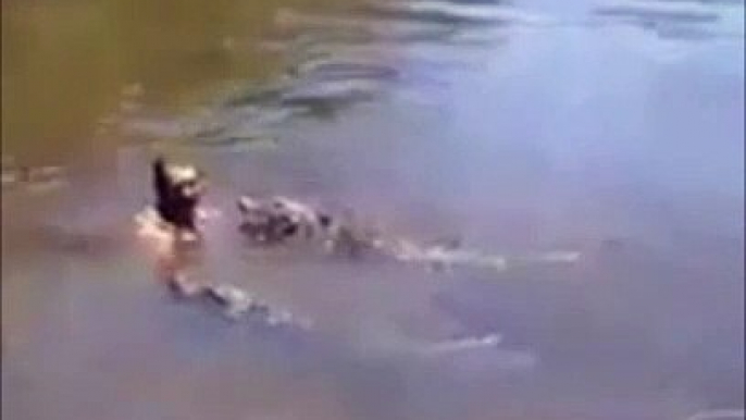 Il fait trempette avec des alligators sauvages qui s'approchent dangereusement de lui