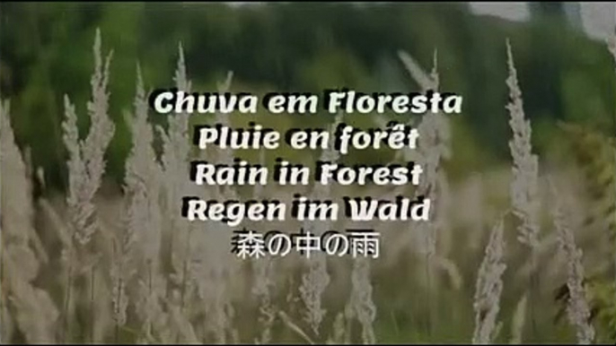 ASMR NIGHT RAIN: Rain Sounds and Relax in the forest, Som de Chuva e Trovoadas, Dormez et détendez-vous dans la foret