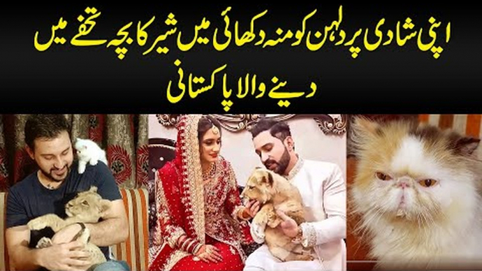 This Man Has Punch Face Cats, Lion’s Cub & Dogs At Home | Watch How He Cares For All His Pets