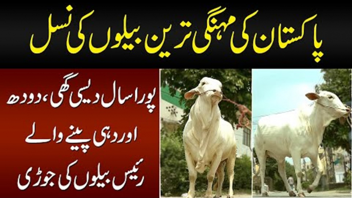 Desi Ghee, Milk Or Dahi Peene Wala Raees Zada Janwar | Top Quality Cow Breed For Qurbani