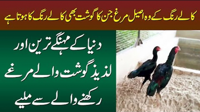 Bird Hen & Deer Farming | This Man Has Different Breeds Of Parrots, Hens & Deers