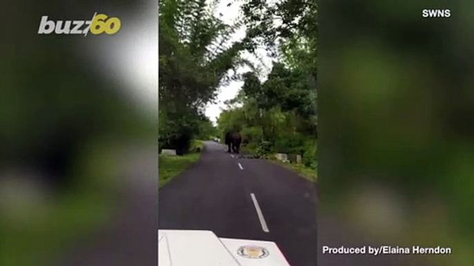 Must-see! Drivers Had to Wait for This Wild Elephant to Cross the Road