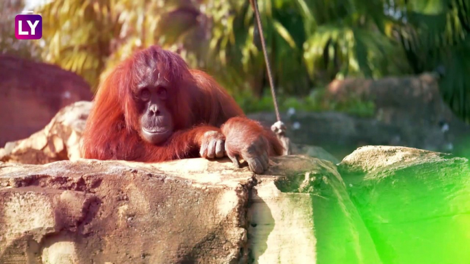 International Orangutan Day 2020: Interesting Facts About Orangutans You Should Know!