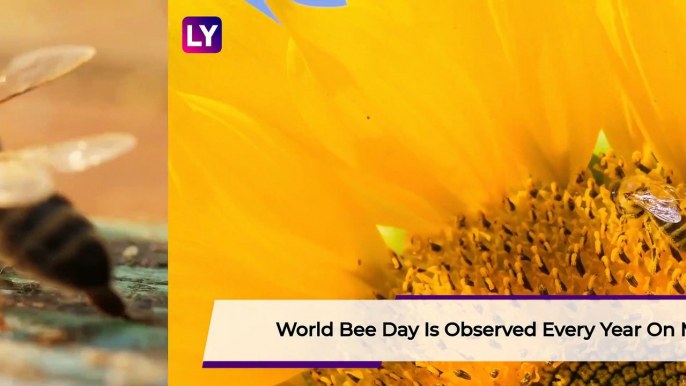 World Bee Day 2020 Date & Theme: Significance of The Day Raising Awareness About The Pollinators