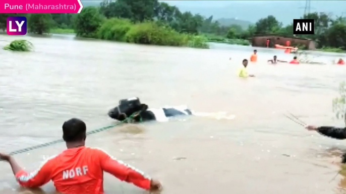 Maharashtra Rains: NDRF Rescues Cow Stuck In Flood-Affected Pune Village