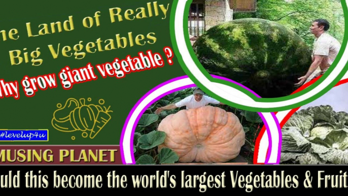 Guinness World Record Largest Vegetables|Amusing Planet|Story Behind the Giant Veggies|Giant Vegetable Competition| Easy Steps To Grow Giant Vegetables At Home