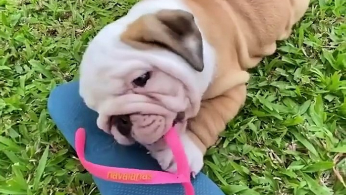 Bulldogs' Funny And Cute Moments   Cutest Video Compilation About Bulldogs # 13| 2021