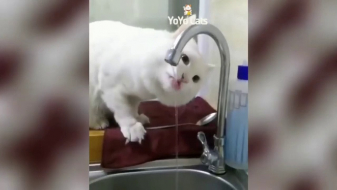 Funny Cats  - Don't try to stop laughing  - Funniest Cats Ever Funniest Cats  - Don't try to hold back Laughter  - Funny Cats Life  Funny Cat Reaction Videos - Try Not To Laugh