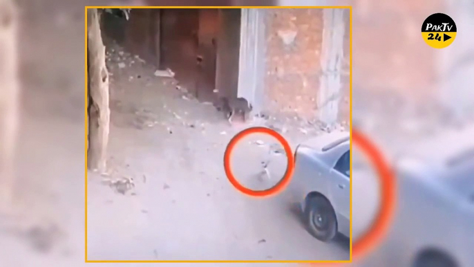 Cat Saving Little Kid From Stray Dog Viral Video _ Unbelievable Video Of Animals Camera Caught