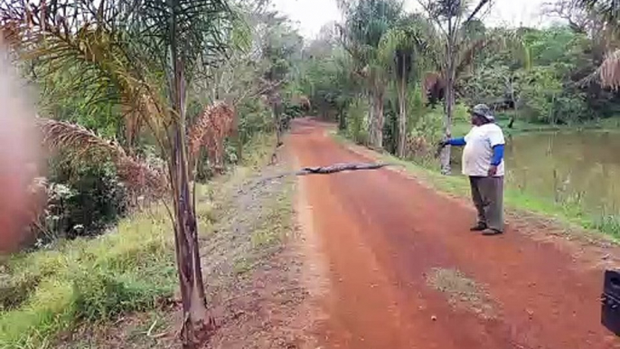 Males Follow Female Anaconda Across Path