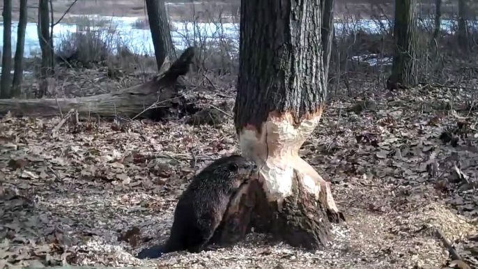 Ce castor est sur le point de venir à bout d'un gros tronc d'arbre