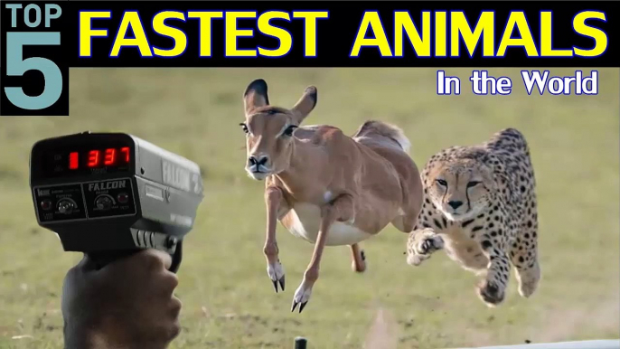 Top 5 Fastest Animals in the World | Fastest Land Animals | Fastest Animals | Be Alert