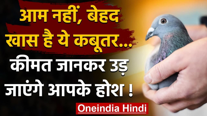 करोड़ों में बिका Belgian Pigeon, बनाया  World Record | वनइंडिया हिंदी