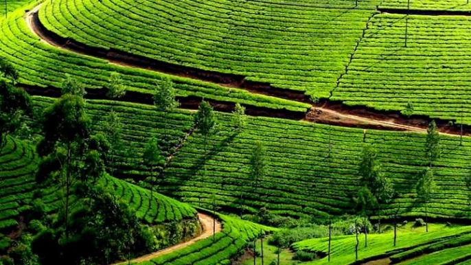 Munnar: A Captivating Hill Station In The God’s Own Country