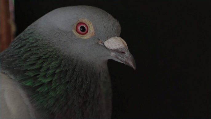 Belgian Racing Pigeon Sold at Auction for Record-breaking $1.9 Million