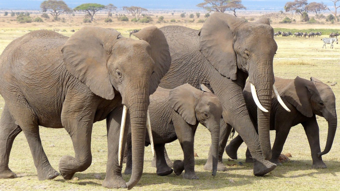 La furia de los elefantes cuando la manada de licaones, los perros salvajes de Africa, acecha a sus crías